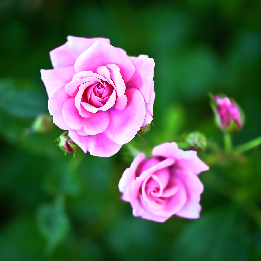 Pink Roses #1 Photograph by Kamil Swiatek