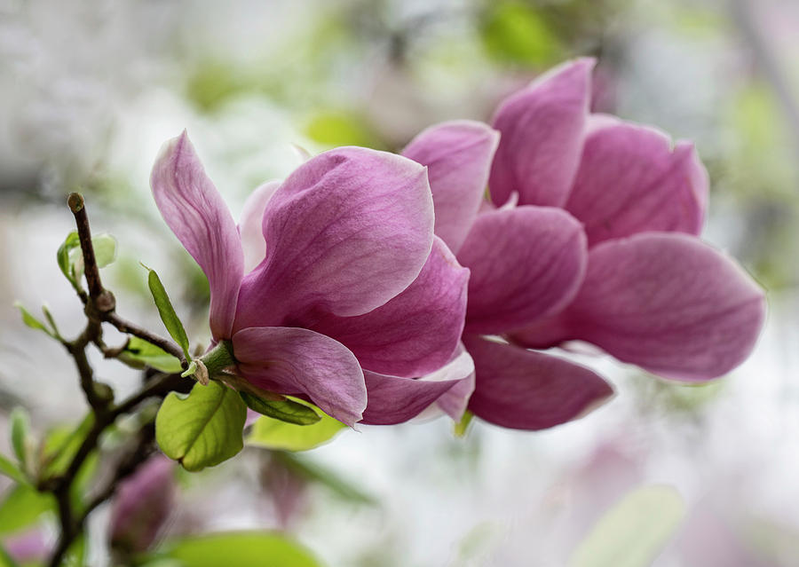 Pink Soulange Magnolia #1 Photograph by Jaroslaw Blaminsky