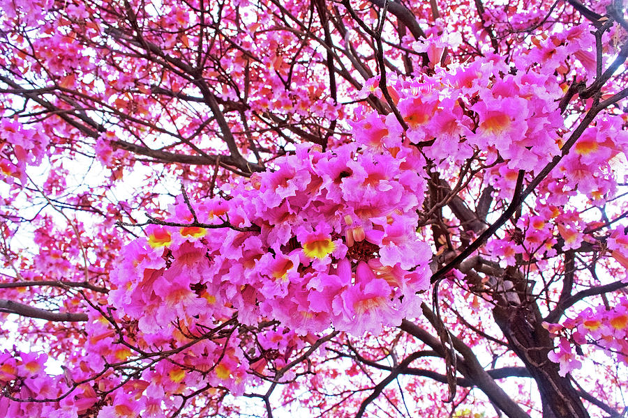 Pink Tabebuia Tree at Pilgrim Place in Claremont, California Photograph