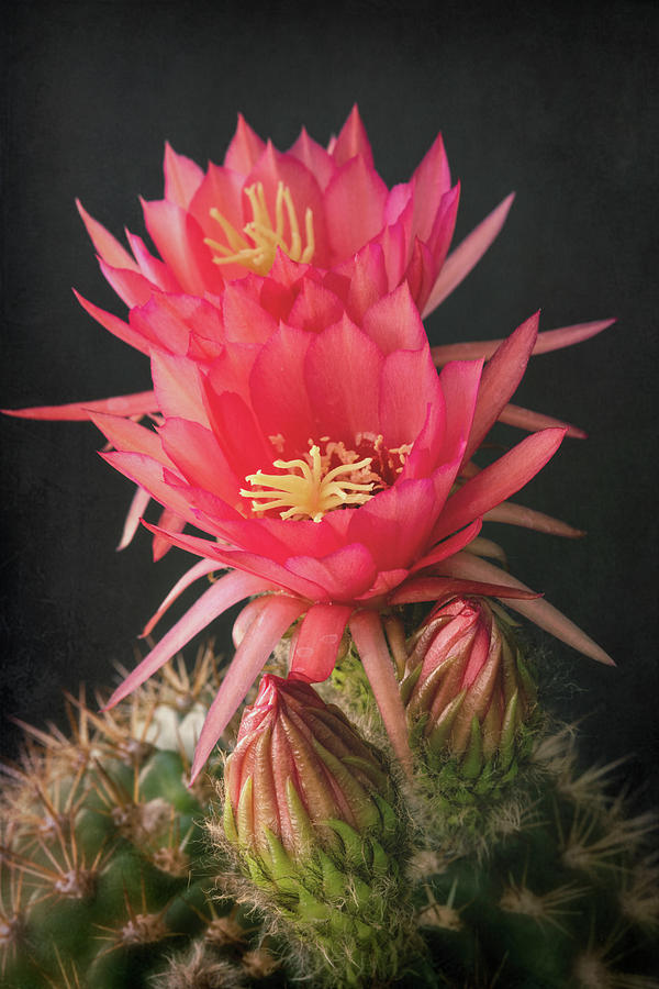 Pink Torch Cactus  #1 Photograph by Saija Lehtonen