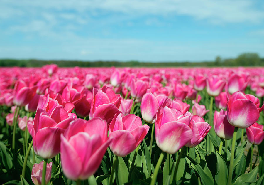 Pink Tulips Growing In Field, Netherlands Digital Art By Mischa Keijser ...