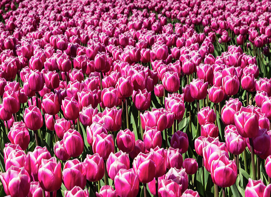 Pink tulips in field #1 Photograph by Tosca Weijers - Pixels