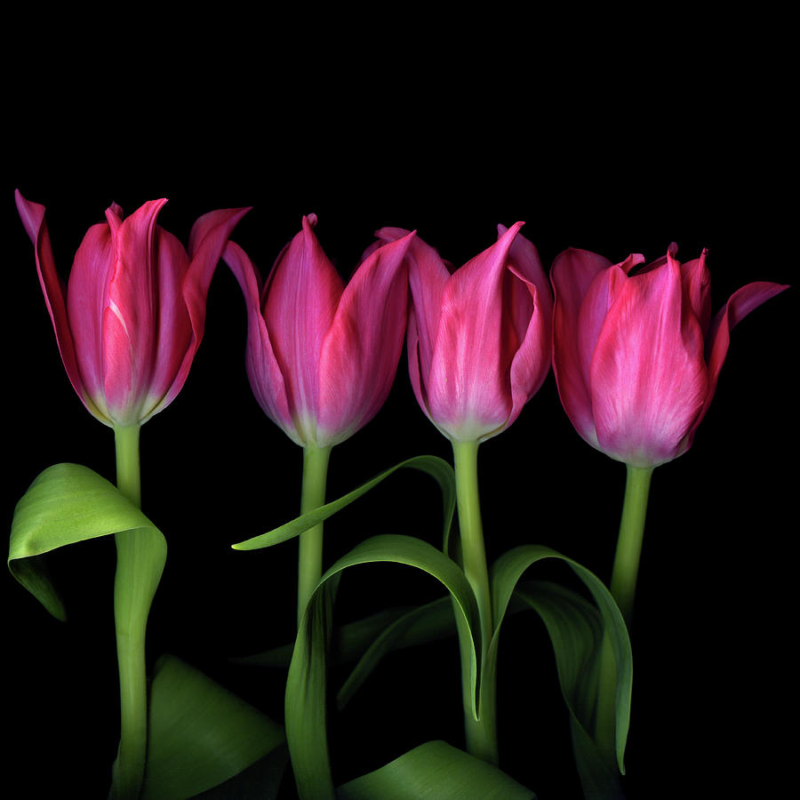 Pink Tulips Photograph by Photograph By Magda Indigo | Fine Art America