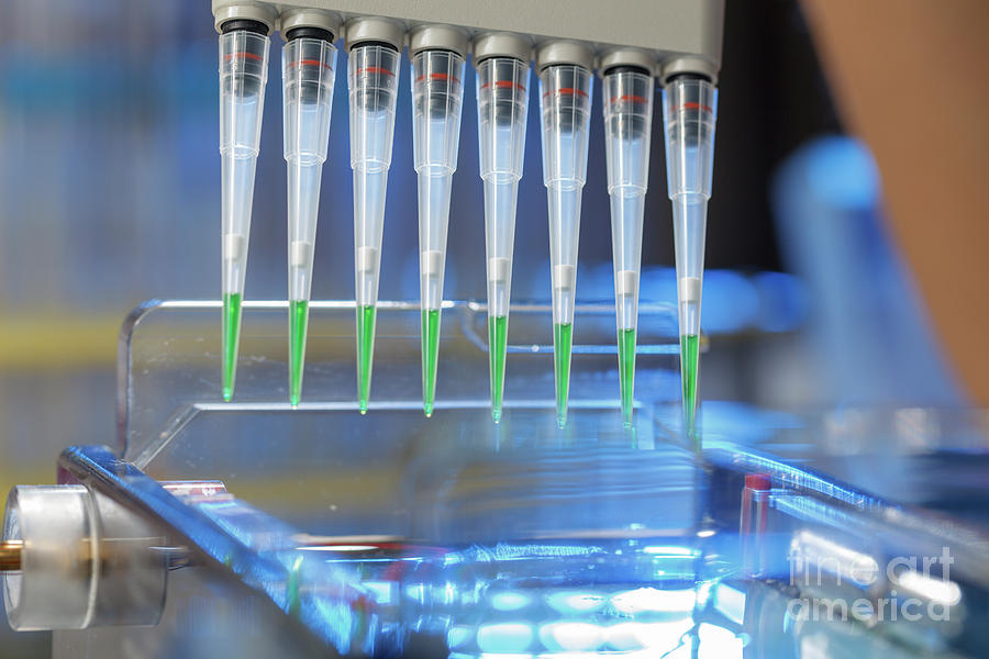 Pipetting Samples For Gel Electrophoresis Photograph by Wladimir Bulgar ...