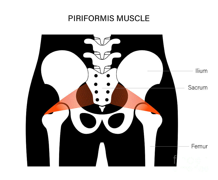 Piriformis Muscle 1 Photograph By Pikovit Science Photo Library Pixels