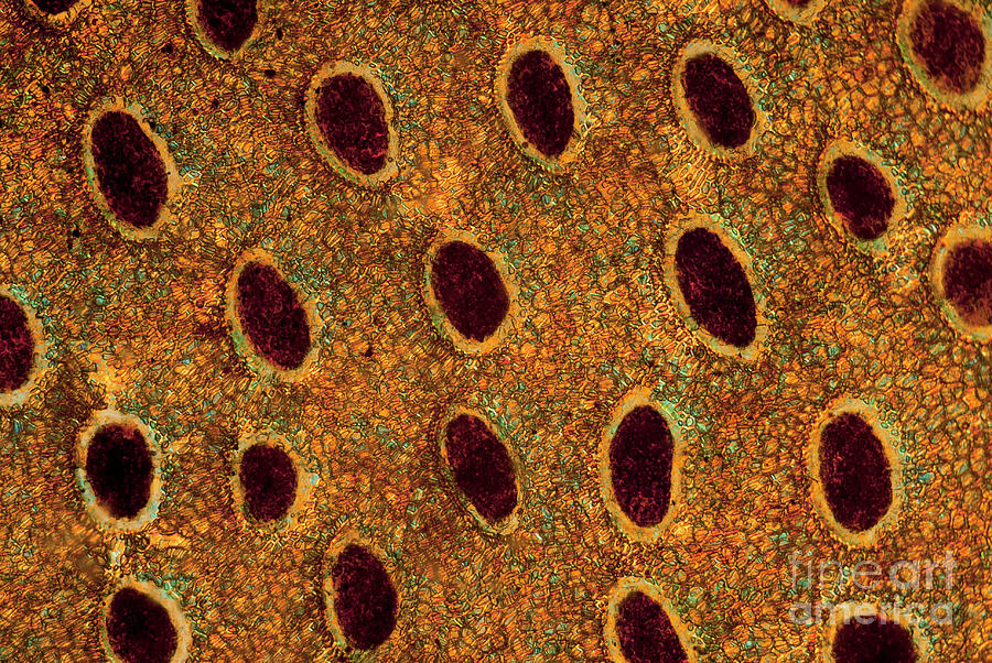 Pitcher Plant Digestive Glands #1 Photograph by Steve Lowry/science Photo Library