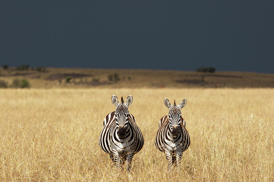 Plains Zebra, Masai Mara Game Reserve #1 Photograph by Paul Souders