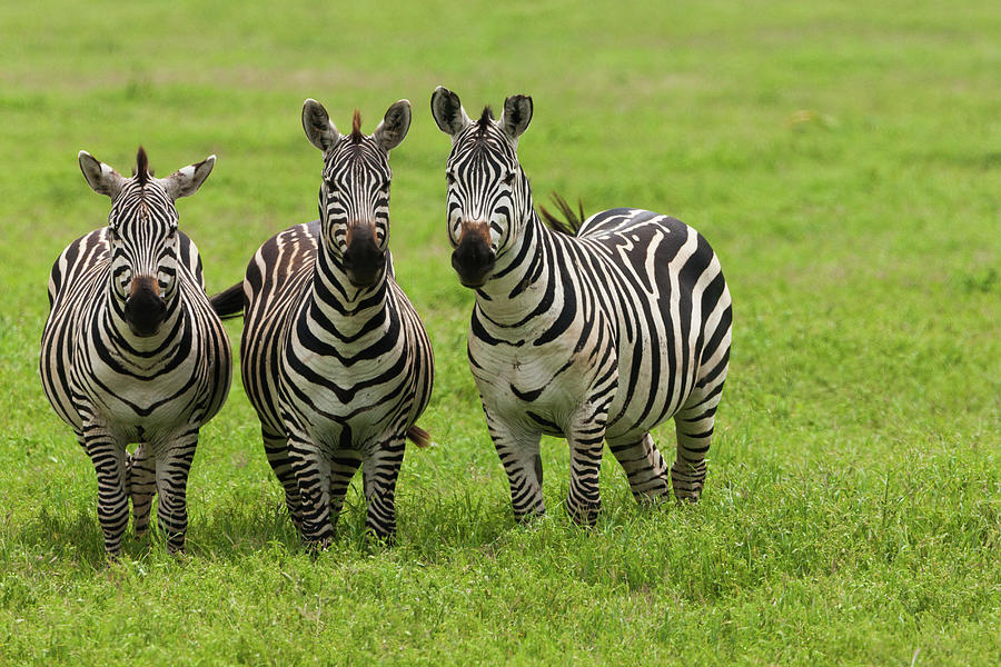 Plains Zebras, Ngorongoro Conservation #1 Photograph by Mint Images - Art Wolfe