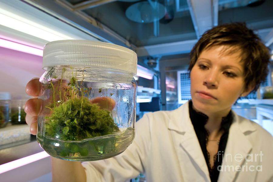 Plant Genetics Research Photograph by Philippe Psaila/science Photo ...