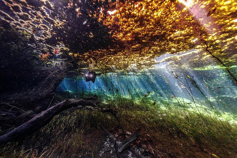 Plant Life Underwater #1 Digital Art by Giordano Cipriani