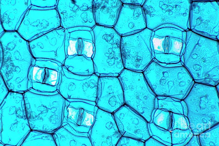 Plant Stomata #1 Photograph by Dr Keith Wheeler/science Photo Library