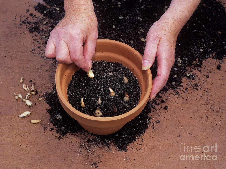 Planting Grape Hyacinth Bulbils #1 Photograph by Geoff Kidd/science Photo Library