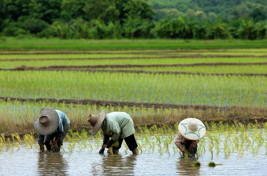Planting Rice Seedlings, Thailand #1 Photograph by Enviromantic