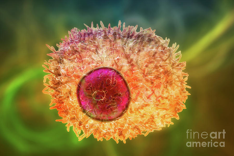 Plasma Cell Photograph by Kateryna Kon/science Photo Library Pixels