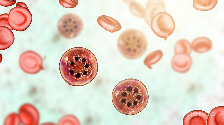 Plasmodium Malariae Inside Red Blood Cell #1 Photograph by Kateryna Kon/science Photo Library