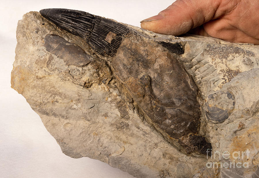 Pliosaur Tooth Fossil #1 Photograph by Pascal Goetgheluck/science Photo Library