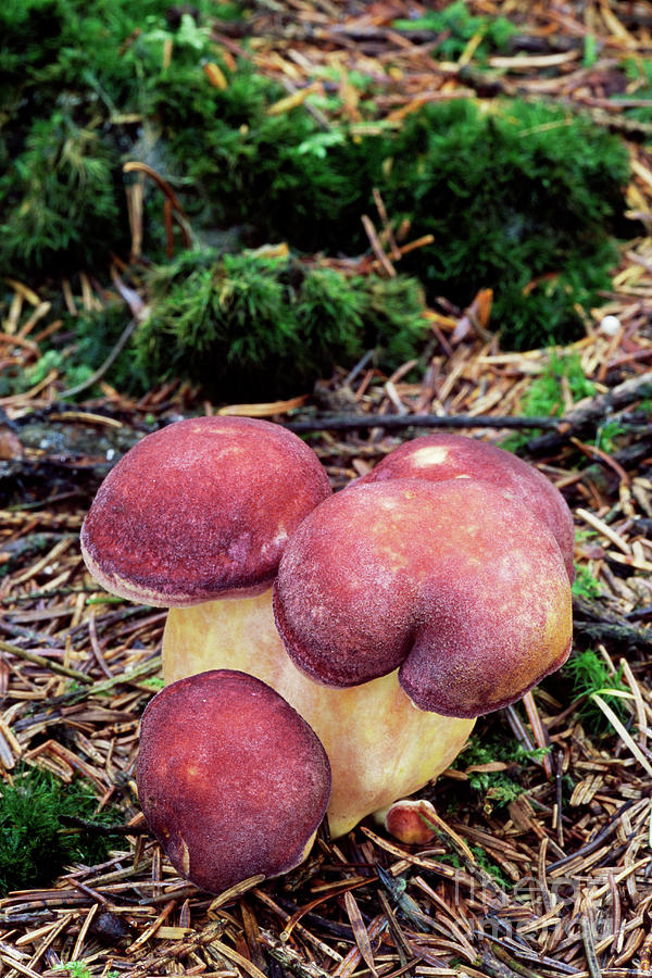 Plum And Custard Mushrooms #1 Photograph by John Wright/science Photo Library