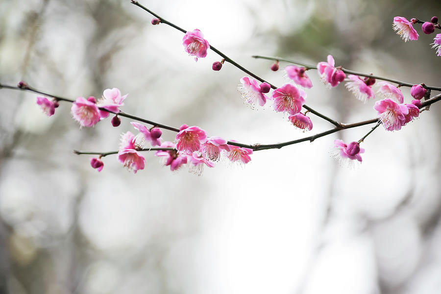 Plum Blossoms #1 Photograph by Ooyoo