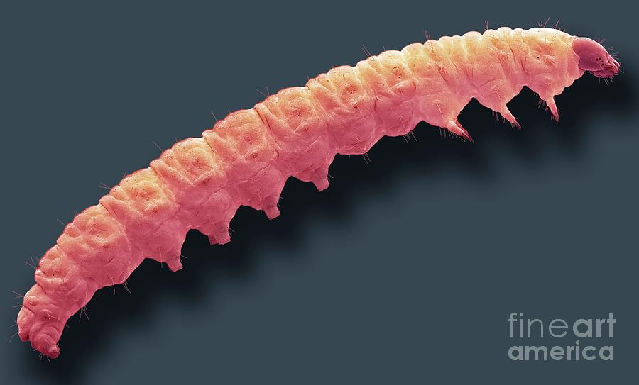 Plum Fruit Moth Larva #1 Photograph by Steve Gschmeissner/science Photo Library