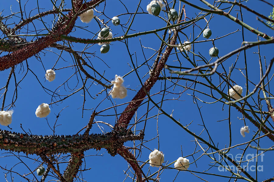 Pochote Tree (pachira Quinata) Photograph by Jim West/science Photo