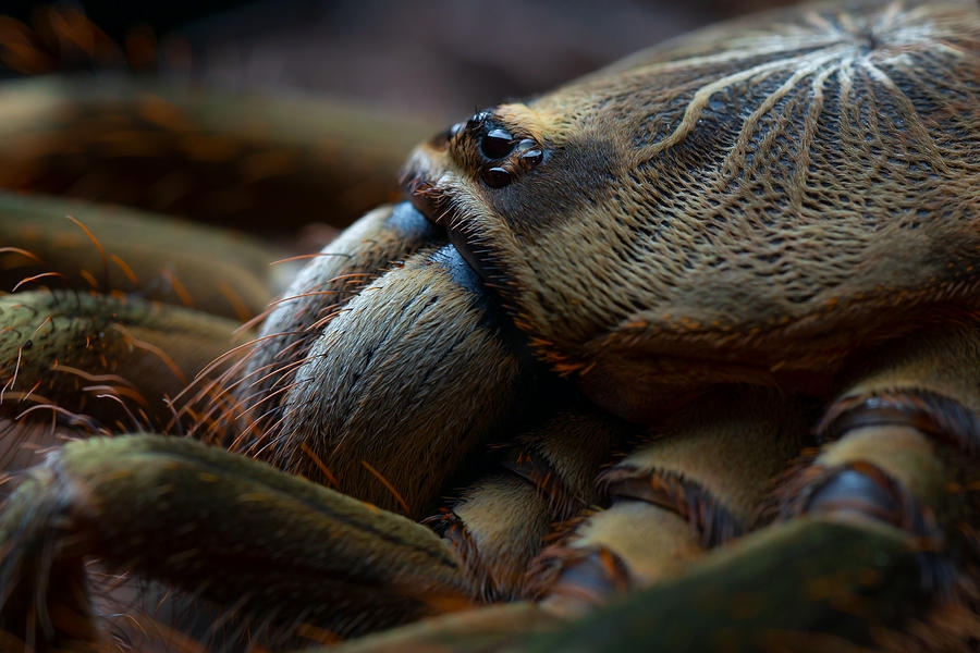 Spider Photograph - Poecilotheria Subfusca Highland #1 by Michael Pankratz
