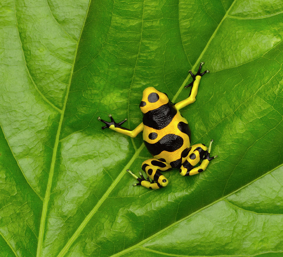 Poison Dart Frog Photograph by Don Farrall