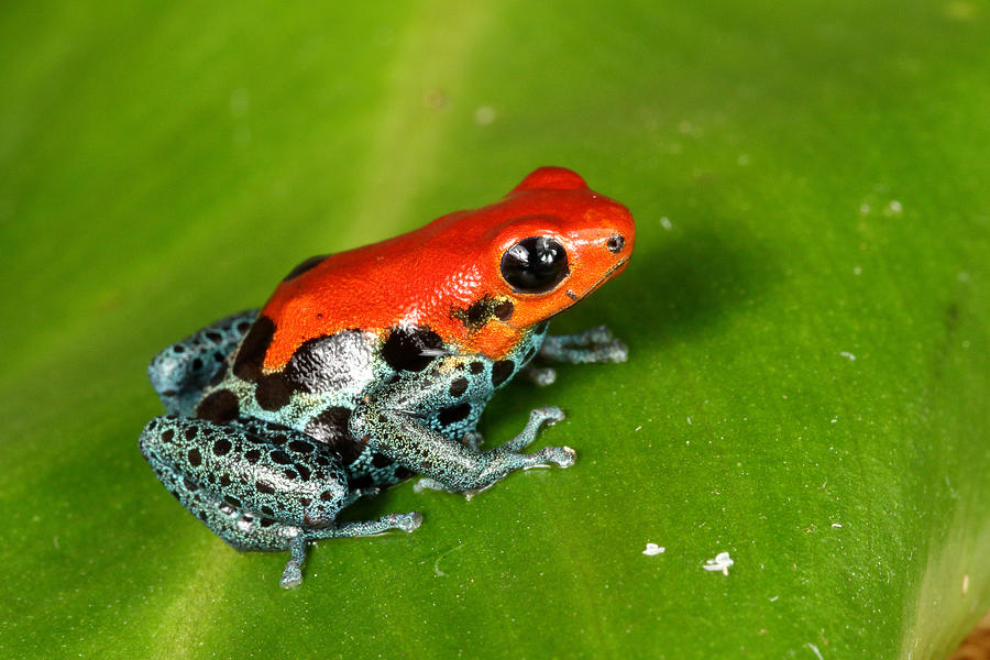 Poison Dart Frog Ranitomeya Amazonica #1 Photograph by David Kenny ...