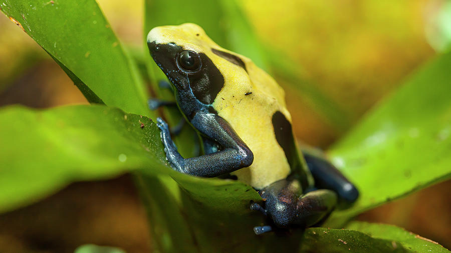 Poison Dart Frogs Are Highly Poisonous Photograph by Larry Richardson ...