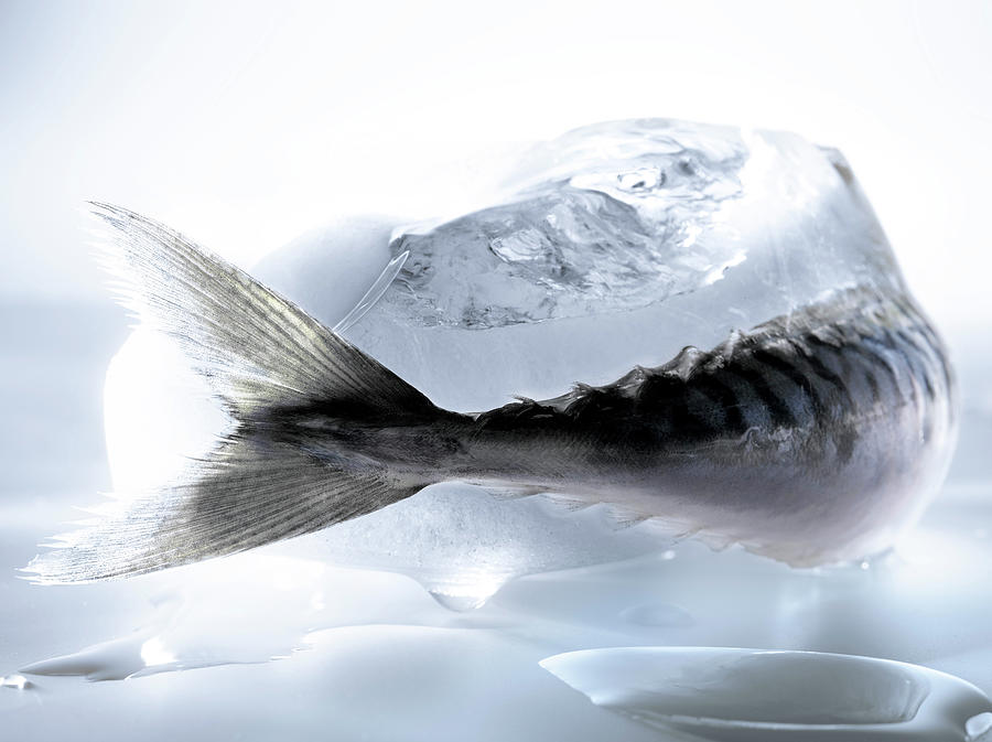 Ice Cream Photograph - Poisson Dans La Glace Fish In Ice #1 by Studio - Photocuisine