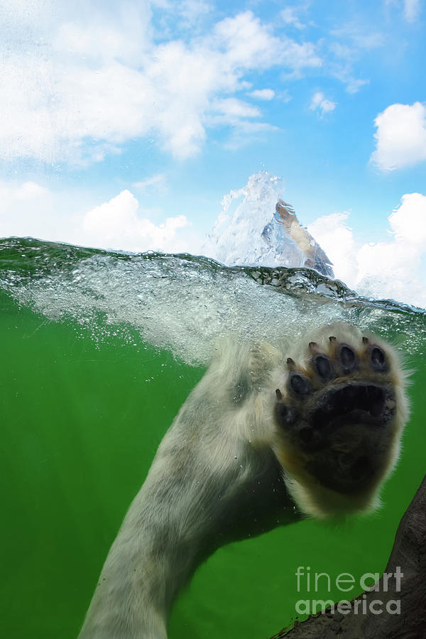 Polar Bear by Angela Doelling AD DESIGN Photo and PhotoArt Polar Bear by Angela Doelling AD DESIGN Photo and PhotoArt