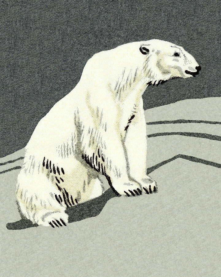 Nature Drawing - Polar Bear #1 by CSA Images