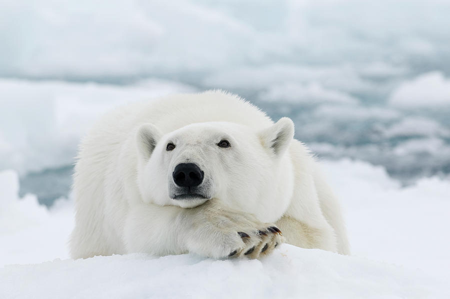 Polar Bear Photograph by Dagsjo