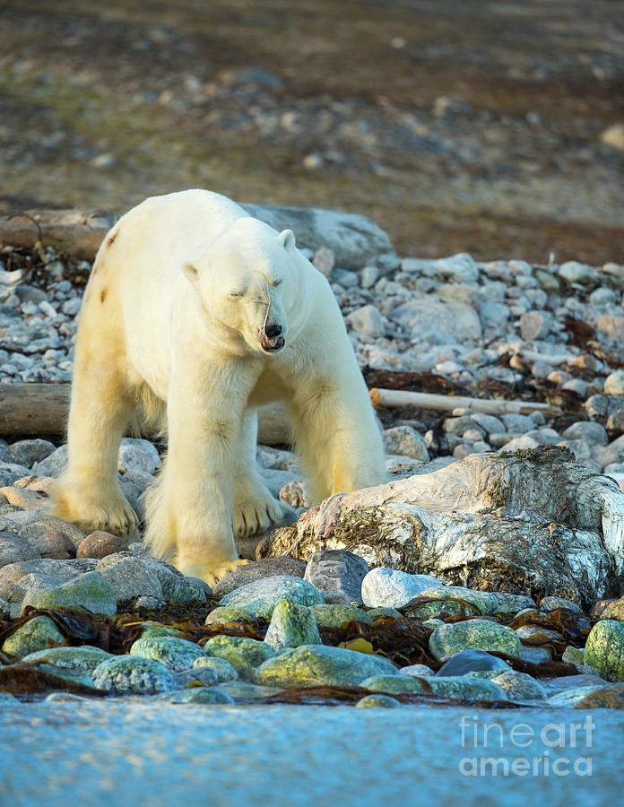 Wildlife Photograph - Polar Bear Eating Dead Whale #1 by Peter J. Raymond/science Photo Library