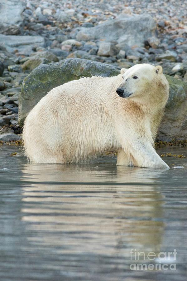 Polar Bear Foraging #1 Photograph by Andy Davies/science Photo Library