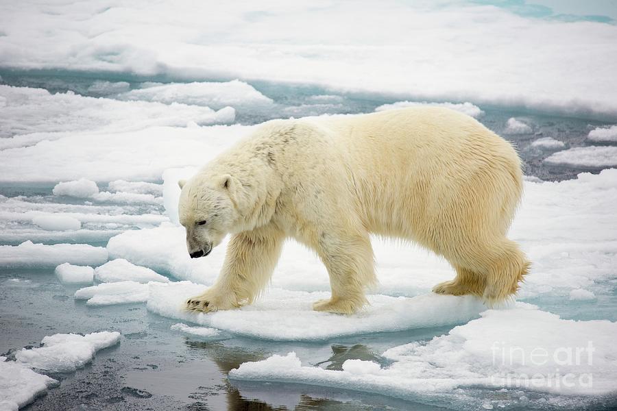 Polar Bear Hunting Seals Photograph by Photostock-israel/science Photo ...