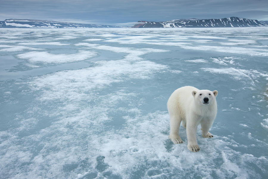 Polar Bear, Nordaustlandet, Svalbard #1 Photograph by Paul Souders