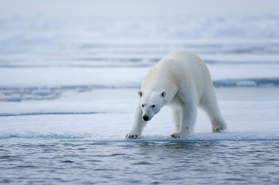 Polar Bear On Sea Ice by Ariadne Van Zandbergen