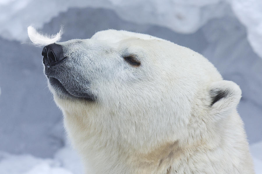 Polar Bear Portrait #1 Photograph by Anton Belovodchenko