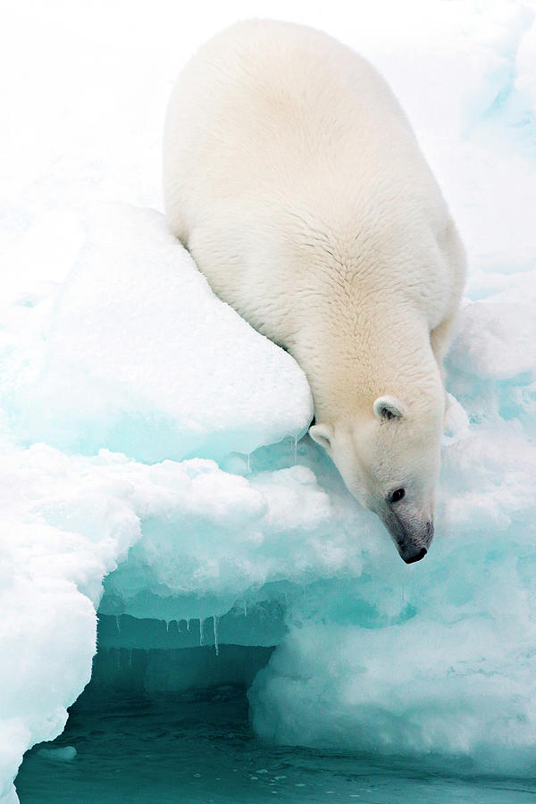 Polar Bear, Svalbard Islands, Norway Digital Art by Marco Gaiotti ...