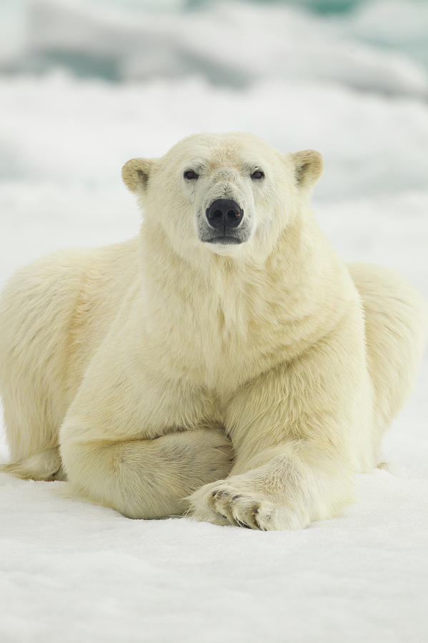 Polar Bear, Svalbard, Norway Photograph by Paul Souders