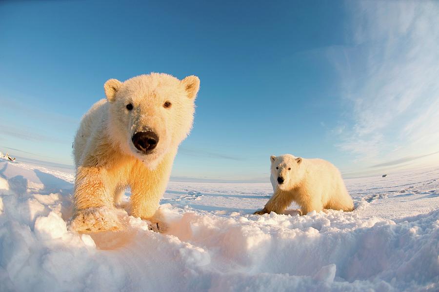 Polar Bear, Ursus Maritimus, Fish Eye Photograph by Steven Kazlowski ...