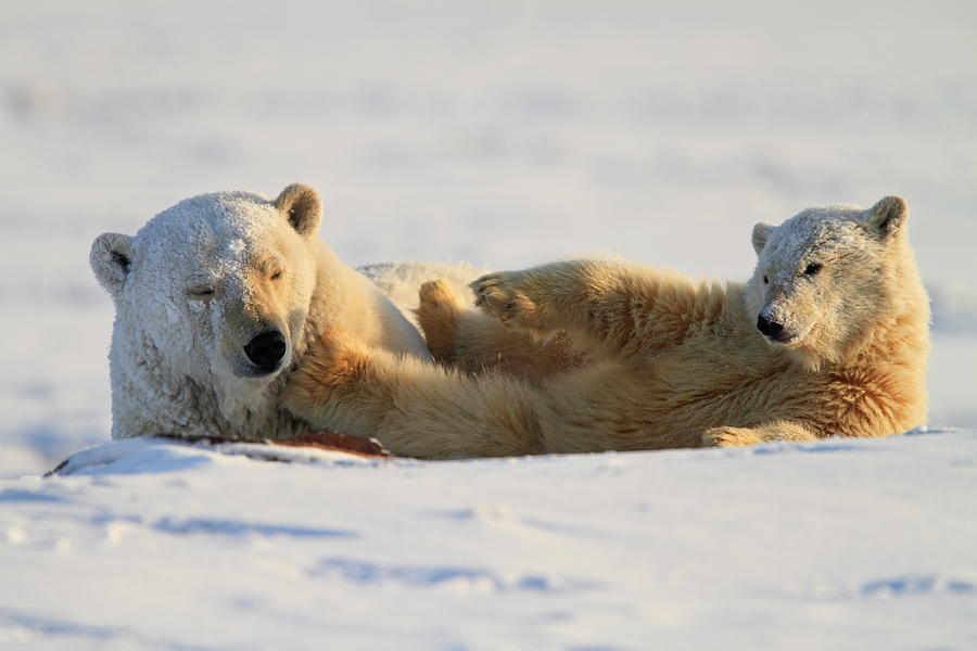 Nature Digital Art - Polar Bear, Wildlife Refuge, Alaska #1 by Bernd Rommelt