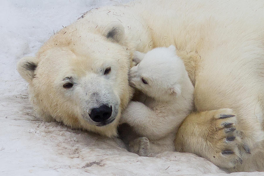 Polar Bear With Mom #1 Photograph by Anton Belovodchenko