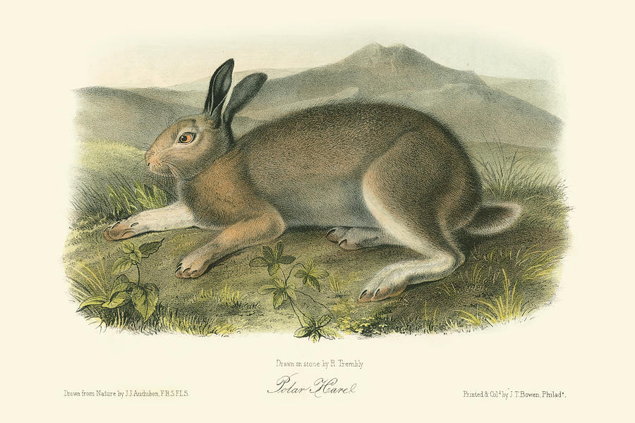 Rabbit Painting - Polar Hare #1 by John James Audubon