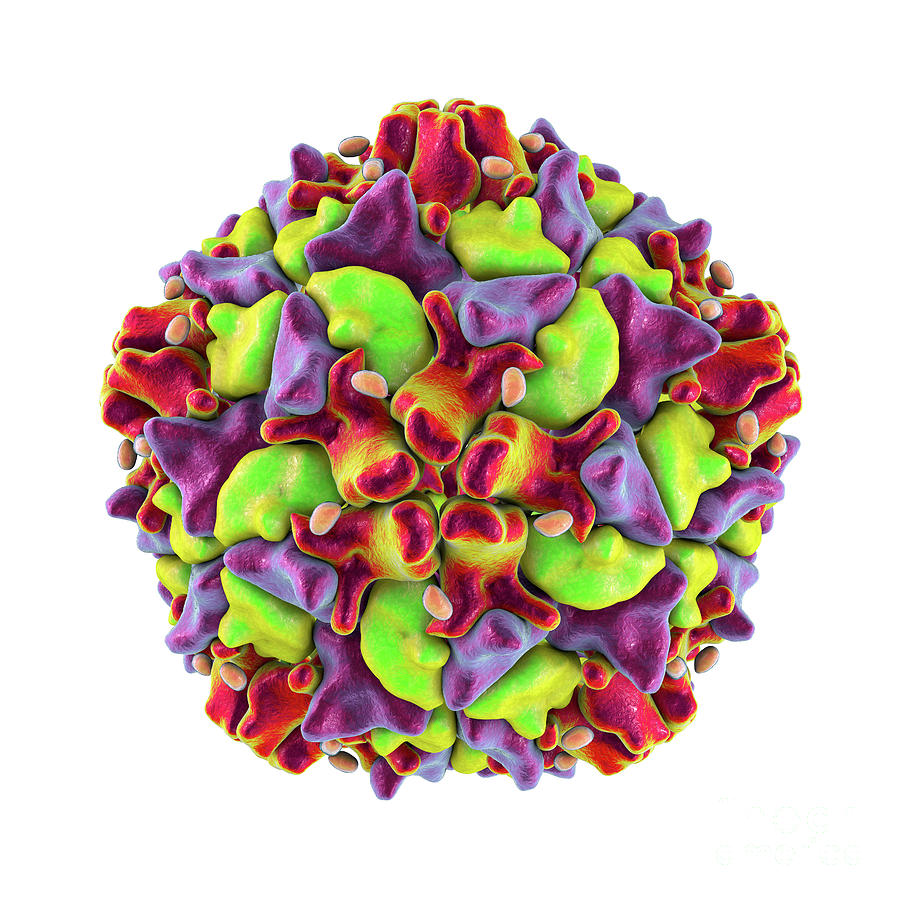 Polio Virus Particle Photograph by Kateryna Kon/science Photo Library