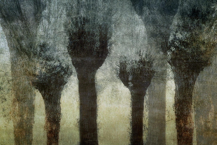 Pollard Willows #1 Photograph by Nel Talen