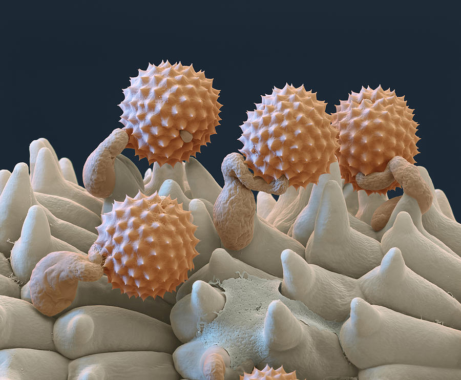 Pollen And Pollen Tubes, Sem Photograph by Oliver Meckes EYE OF SCIENCE