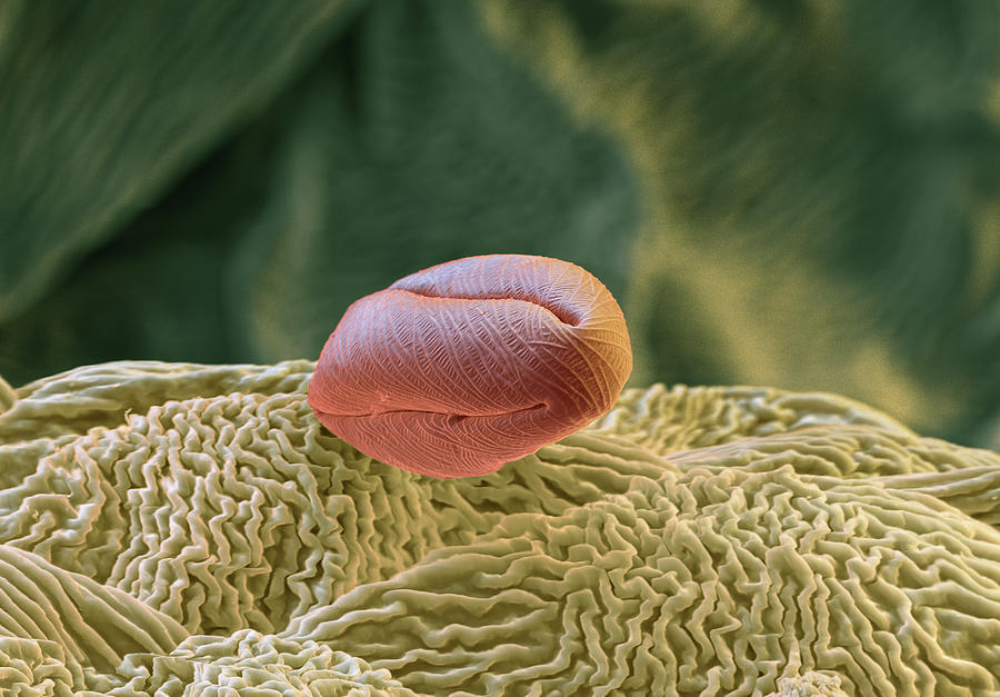 Pollen Sem Photograph By Oliver Meckes EYE OF SCIENCE Fine Art America