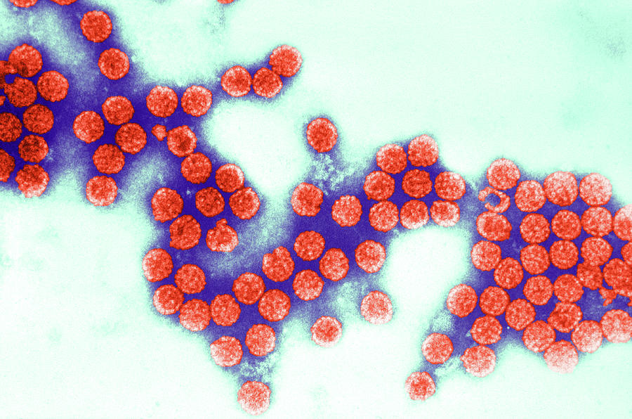 Polyoma Virus Sv40 Tem #1 Photograph by Science Source