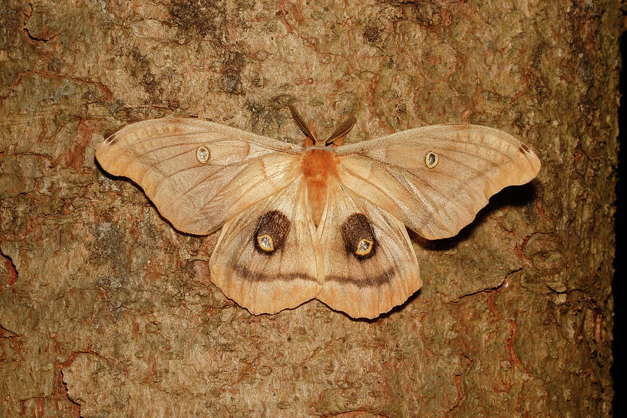 Polyphemus Moth Antheraea Polyphemus #1 Photograph by David Kenny